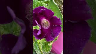 Violacea gloxinia viola Sinningia speciosa in bloom 💟🌌🌓 flower viola flores bloom purple [upl. by Bernhard]