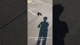 Smart puppy brings dropped leash back to owner [upl. by Morris316]