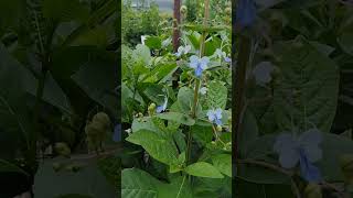 quotBlue Butterfly Bushquot  BEAUTIFUL Africa native flower [upl. by Charlot]