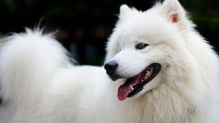 Positive Training Progress with Your Samoyed  How to Get Started [upl. by Ekalb663]