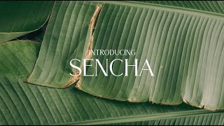 Discover Sencha [upl. by Templas754]