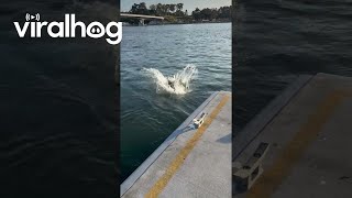 Kangaroo Jumps Off the Pier  ViralHog [upl. by Plume]