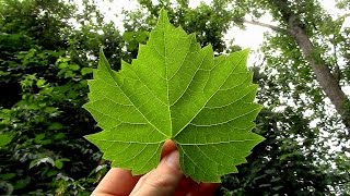 Wild Food Foraging Grape Leaf Chips [upl. by Ohl161]