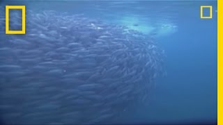 Farting Fish  National Geographic [upl. by Lotsyrc]