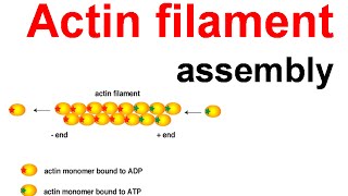 Actin filament assembly [upl. by Oknuj473]