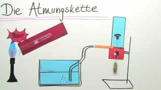 Die Atmung Atmungskette im Mitochondrium  Biologie  Der Mensch [upl. by Brand]