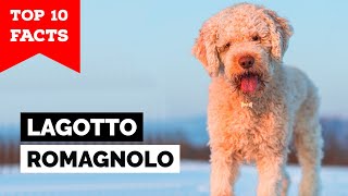 Lagotto Romagnolo  Top 10 Facts [upl. by Nwahsal]