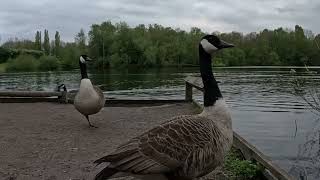 Relax with Soothing Geese Sounds 🪿🦆 [upl. by Rosenstein]