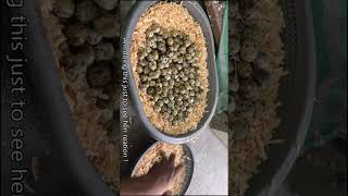 Can a Hen hatch 200 Quail eggs [upl. by Ajnin]