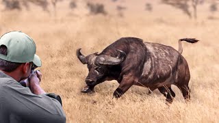 The last moments of the African buffalo African buffalo hunting with guns and arrows [upl. by Pickering]