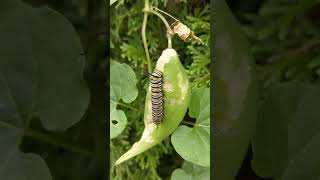 cool colorful caterpillar and a funny border collie playing catch shorts nature dog [upl. by Dyraj]