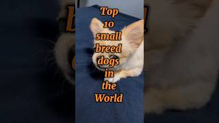 Top 10 small breed dogs in the world dogs dog [upl. by Aihsekel]