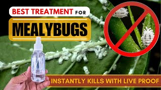 The BEST Mealybug Treatment that Every Gardener Should Know How to Get Rid of Mealybugs [upl. by Hagan]