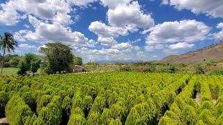 El Laberinto de Cipreses Comayagua The Cypress Labyrinth Comayagua [upl. by Akena]