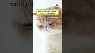 Exotic Shorthair Cat Impressive Facts shorts catfacts [upl. by Ssitnerp695]