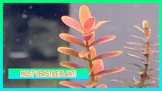 ROTALA INDICIA  AQUARIUM PLANT CARE GUIDE [upl. by Ecinej281]