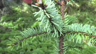 How to identify a Sitka Spruce [upl. by Yelkao]