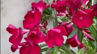 nerium oleander plant [upl. by Paradies861]