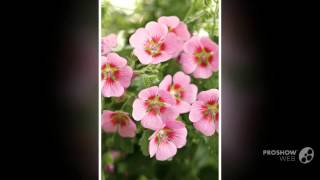 Anisodontea  garden plants [upl. by Ellehciram]