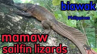 hunting sailfin lizards mamaw na biawak nahuli sa Philippinesoragonyumar tv [upl. by Eceerehs]