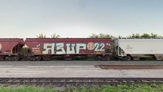 SB BNSF grain train 111524 in downtown Krum Tx [upl. by Teagan675]