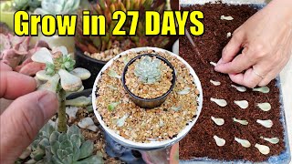 Propagate FAST Leaves amp Cuttings  Echeveria Tinkerbell Variegated [upl. by Aizirk581]