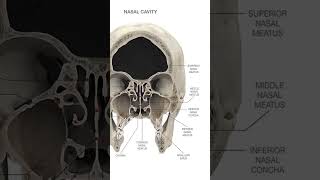 Nasal Meatus anatomy humanbody humananatomy shortsfeed [upl. by Abate83]