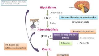 Eje hipotalamo hipofisis ovario [upl. by Llennaj]