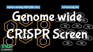 GenomeWide Screens Using CRISPR  CRISPR Cas 9 Genome Wide Screening  CRISPR screening [upl. by Manfred]