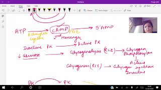 Biochemistry Covalent Modification [upl. by Airdnola]