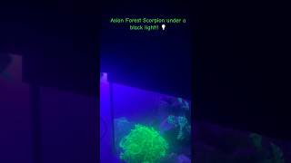 Heterometrus spinifer asian forest scorpion  black light scorpion blacklight invertebrates [upl. by Lorelle]