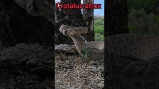 víbora cascabel crotalus atrox snake wildlife [upl. by Chin168]