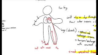 CCEA AS Biology Transport and exchange surface area to volume [upl. by Aleiram]