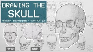 Drawing The SKULL  Anatomy Proportions amp Construction  Anatomy 1 [upl. by Enala]