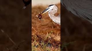 Great blue heron preying on gopher naturalwildlife wildanimals shorts herons [upl. by Tihor]