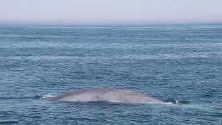 Rare sighting of blue whale worlds largest animal spotted off Cape Ann in Massachusetts [upl. by Reppiks]