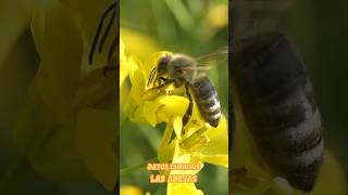 Las Abejas  Datos curiosos sobre este insecto polinizador short shorts shortvideo shortsvideo [upl. by Solracnauj]