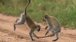 VERVET MONKEY 🐒 [upl. by Compte]