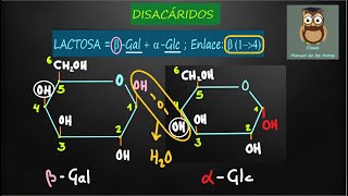 Fórmulas de DISACÁRIDOS MALTOSA LACTOSA SACAROSA Formación del ENLACE O  GLUCOSÍDICO Biología [upl. by Gagliano537]