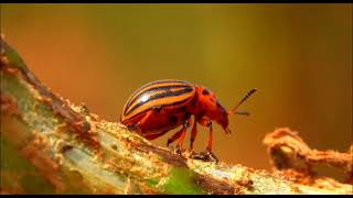 quotBeetle Evolution Planet EARTHquot Insectoides [upl. by Eiresed]