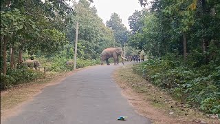 Sajnagad Nilgiri jungle re sabuthu bada Danta Hati ğŸ™ğŸ» [upl. by Tabbitha]