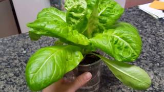 DIY lettuce hydroponics simple without any nutrients [upl. by Ardnaed]