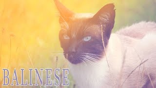 Ideal Companion Balinese  Cat Breeding Videos [upl. by Kayne]