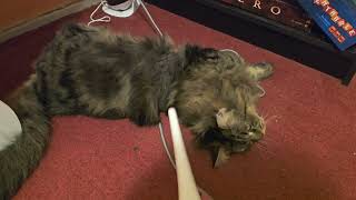 Vacuuming my fluffy cat Frodo [upl. by Htebsil]