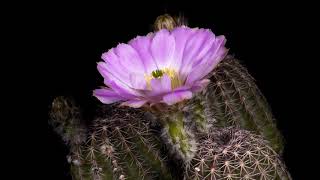 Time Lapse Echinocereus pamanesiorum Mexico Zacatecas San Juan Capistrano 4K [upl. by Nnylyt876]