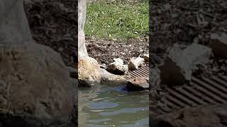 Baboon Kansas City Zoo [upl. by Seluj391]