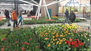 Keukenhof Gardens Netherlands حديقة كيوكينهوف في هولندا [upl. by Kcirdneked]