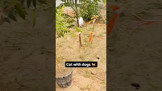 Cat love dogs 🥰 comedy hasbandwaifecomadysorts comedyfilms funny hasbandwaifecomady comedymovi [upl. by Pedaiah]