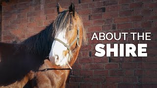 About the Shire  Horse Breeds [upl. by Nimsay]