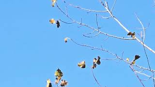 REDTAILED HAWK SOARING OVER ST PATRICKS COUNTY PARK [upl. by Rodavlas]